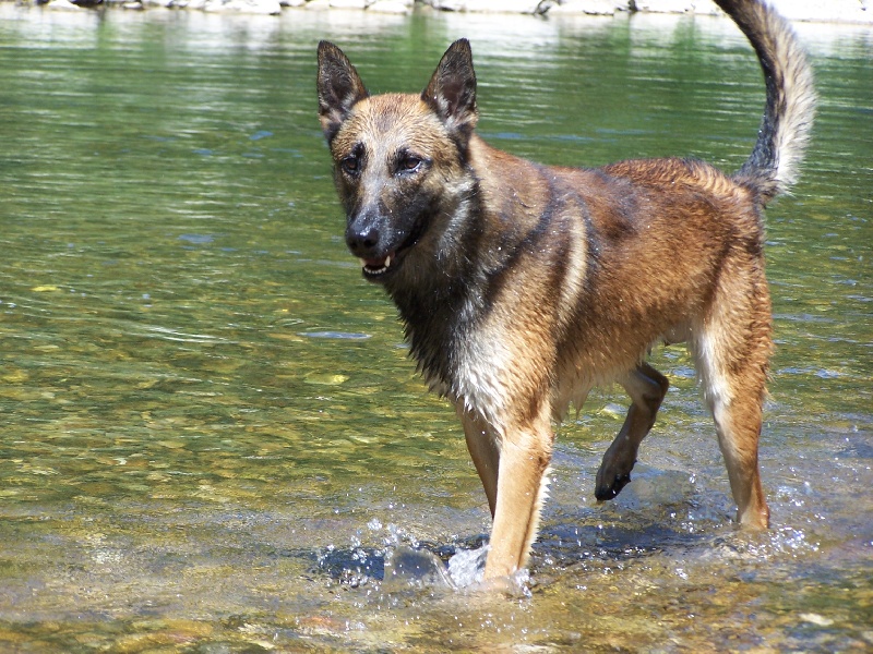 Blueberry dit brisko Du royaume de jessica