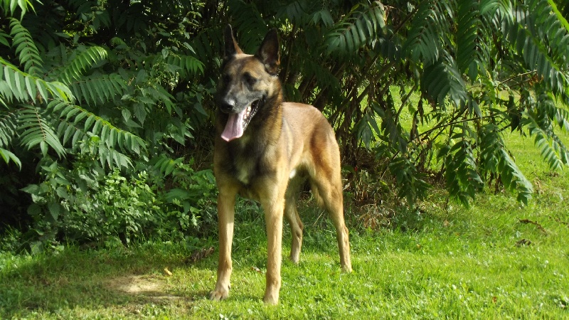 CH. Gériko Du royaume de jessica