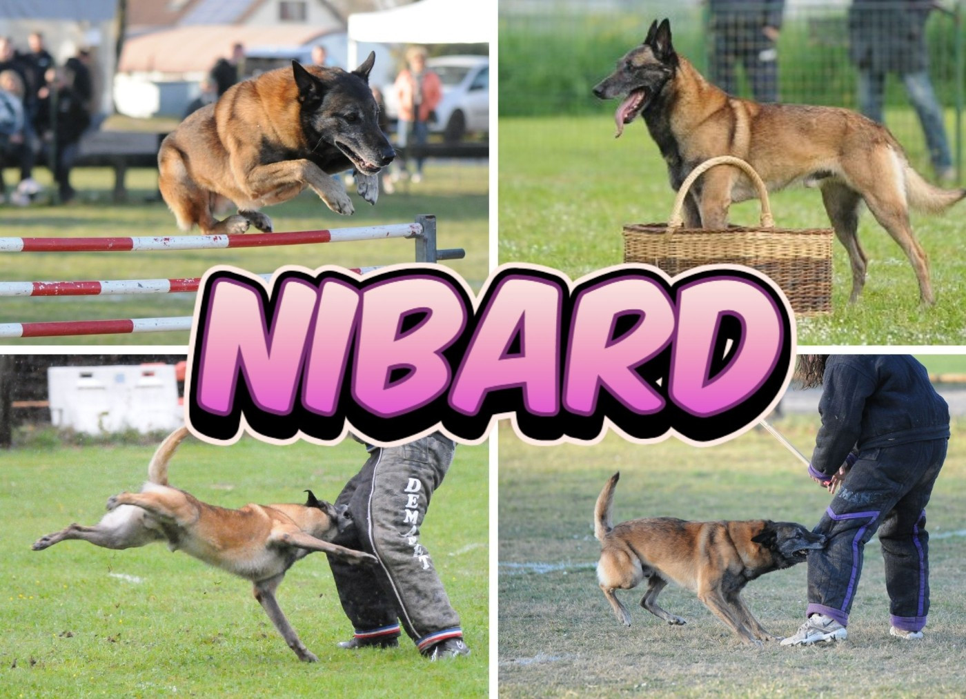 Nimba dit Nibard Du royaume de jessica