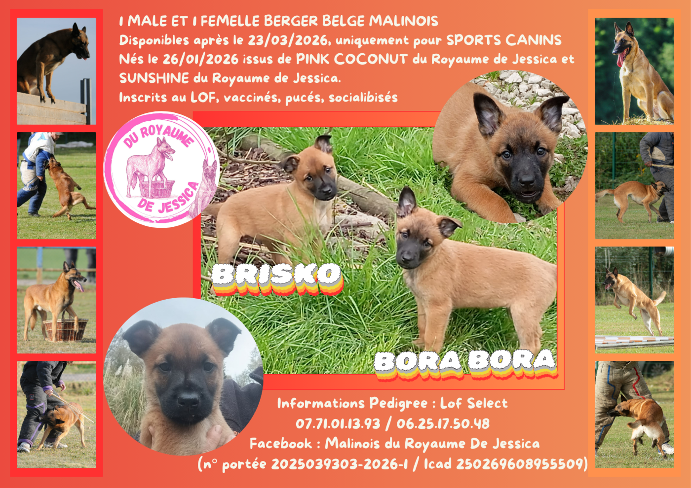 A RESERVER POUR SPORTS CANINS