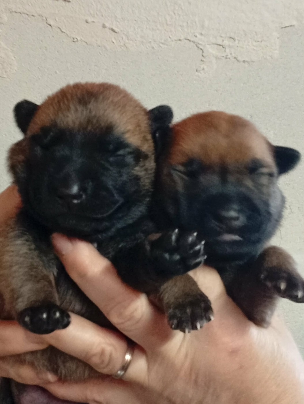 Du royaume de jessica - Chiots disponibles - Berger Belge