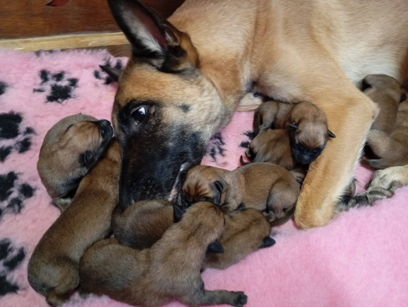 Du royaume de jessica - Berger Belge - Portée née le 26/01/2026