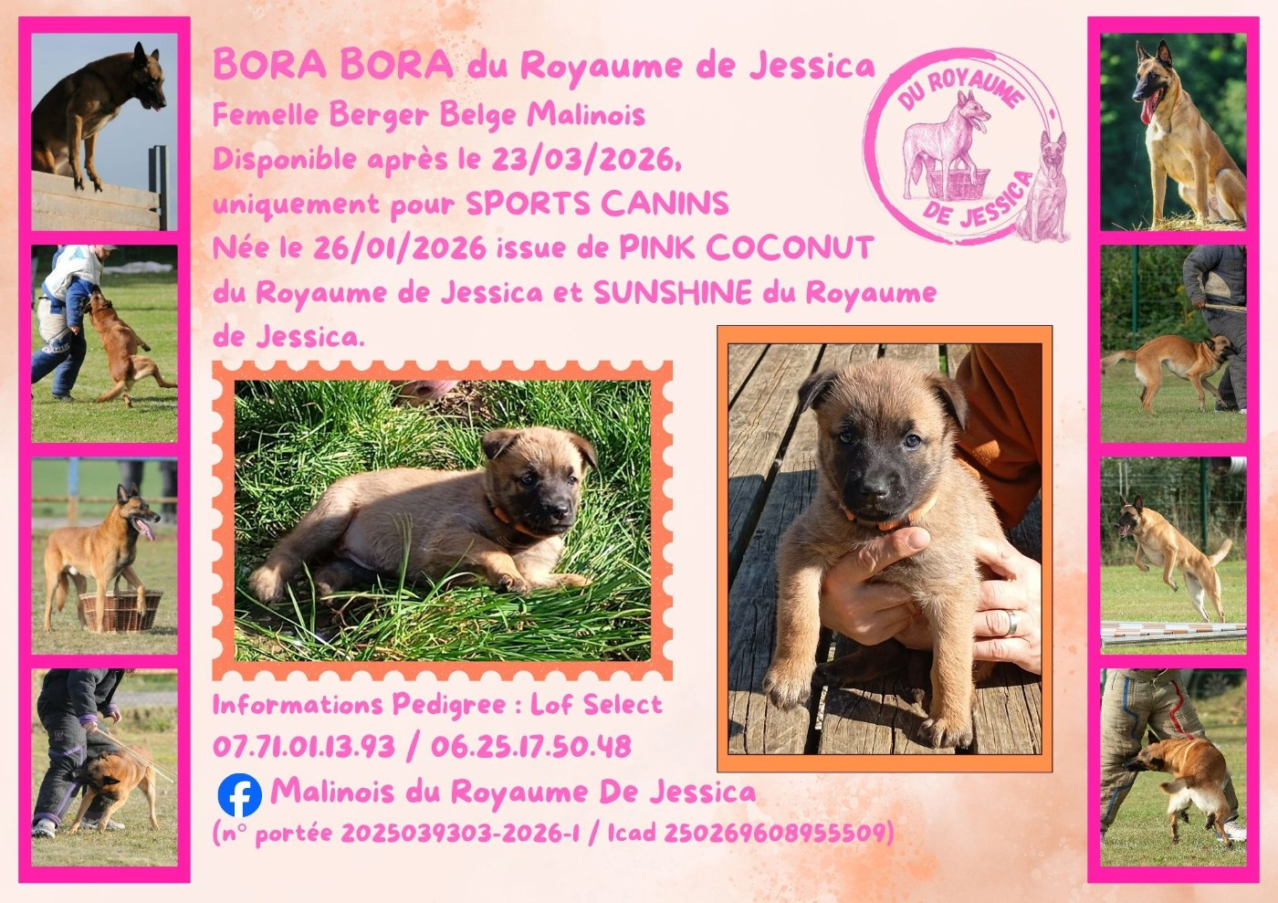 Du royaume de jessica - Chiots disponibles - Berger Belge