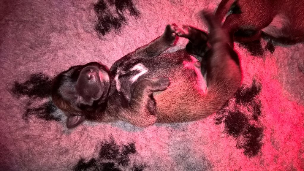 Du royaume de jessica - Berger Belge - Portée née le 12/04/2017