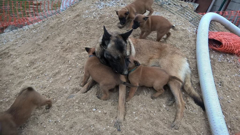 Du royaume de jessica - Berger Belge - Portée née le 28/01/2018